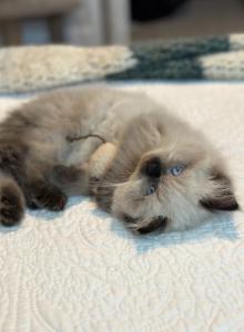 Moses Spring Litter G - Himalayan Kitten For Sale - Tampa&comma; FL&comma; US