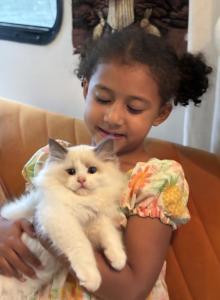 Dobby - Ragdoll Kitten For Sale - Saugerties&comma; NY&comma; US