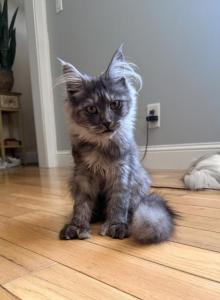 Xena - Maine Coon Kitten For Sale - Burlington&comma; WI&comma; US