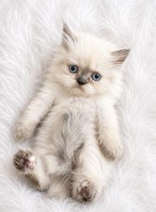 SNOW - Persian Kitten For Sale - FL&comma; US