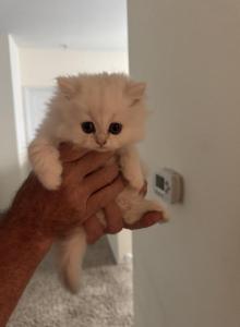 Romeo - Persian Kitten For Sale - Austin&comma; TX&comma; US