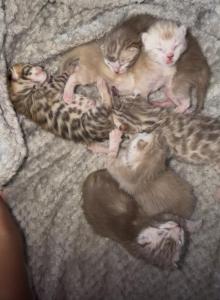 Bengal Marble kittens - Bengal Kitten For Sale - Holbrook&comma; NY&comma; US
