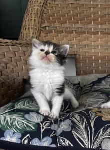Mini - Siberian Kitten For Sale - Front Royal&comma; VA&comma; US