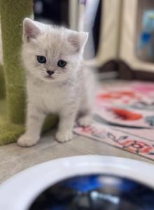 Jeannie - British Shorthair Kitten For Sale - Las Vegas&comma; NV&comma; US