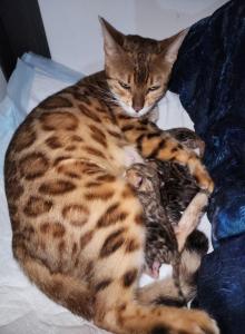 Divas upcoming litter - Bengal Kitten For Sale - FL&comma; US