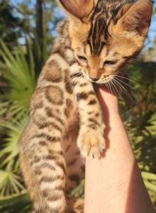 Moons upcoming litter - Bengal Kitten For Sale - Saint Augustine&comma; FL&comma; US