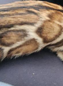Moons upcoming litter - Bengal Kitten For Sale - Saint Augustine, FL, US Moons upcoming litter - Bengal Kitten For Sale - Saint Augustine, FL, US