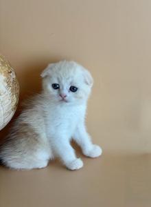 Max - Scottish Fold Kitten For Sale - Aliso Viejo&comma; CA&comma; US