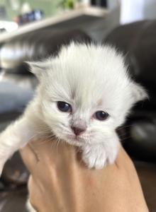 LIBRA - Siberian Kitten For Sale - Bonita Springs&comma; FL&comma; US