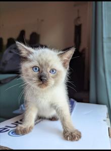 Blanket - Siamese Kitten For Sale - MA&comma; US