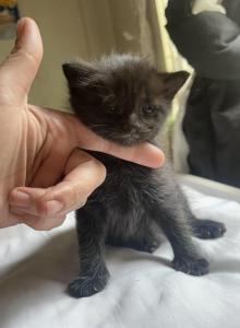 Salem - Domestic Kitten For Sale - Bronx&comma; NY&comma; US
