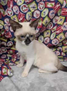 Masked Bandit Boy - Siamese Kitten For Sale - La Belle, FL, US Masked Bandit Boy - Siamese Kitten For Sale - La Belle, FL, US