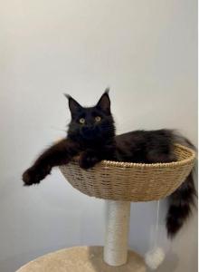 Lucifer - Maine Coon Kitten For Sale - Los Angeles&comma; CA&comma; US