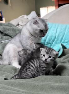 Wasabi Female - Scottish Straight Kitten For Sale - Monticello&comma; MN&comma; US