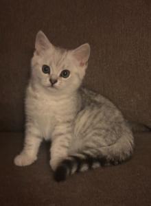 Patrik - Scottish Straight Kitten For Sale - Philadelphia&comma; PA&comma; US