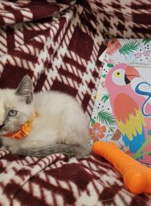 Lavender 1 Female - Siamese Kitten For Sale - NY, US Lavender 1 Female - Siamese Kitten For Sale - NY, US