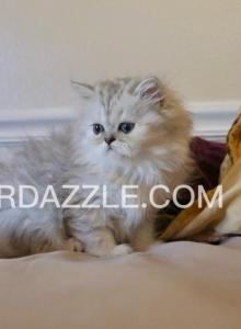3 Female Kittens - Persian Kitten For Sale - Tampa&comma; FL&comma; US