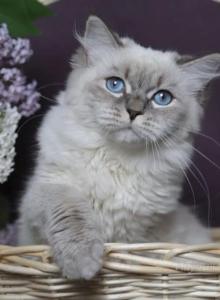 EVANGELINA IZ TVERSKOGO KNYAZHESTVA - Siberian Kitten For Sale - NY, US EVANGELINA IZ TVERSKOGO KNYAZHESTVA - Siberian Kitten For Sale - NY, US