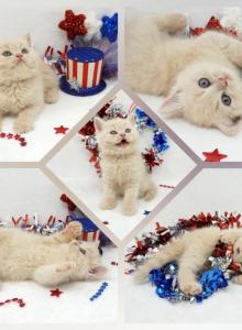 CFA Health Tested ESH - Exotic Kitten For Sale - FL&comma; US