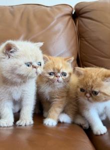 Exotic shorthair persian - Exotic Kitten For Sale - Carlsbad, CA, US Exotic shorthair persian - Exotic Kitten For Sale - Carlsbad, CA, US