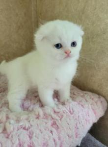 Dior - Scottish Fold Kitten For Sale - Manhattan, NY, US Dior - Scottish Fold Kitten For Sale - Manhattan, NY, US