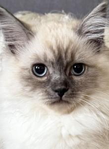 TICA Blue Mitted Girl - Ragdoll Kitten For Sale - Lock Haven, PA, US TICA Blue Mitted Girl - Ragdoll Kitten For Sale - Lock Haven, PA, US