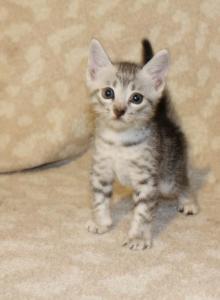 The Meowdalorians - Egyptian Mau Kitten For Sale - Gainesville, FL, US The Meowdalorians - Egyptian Mau Kitten For Sale - Gainesville, FL, US