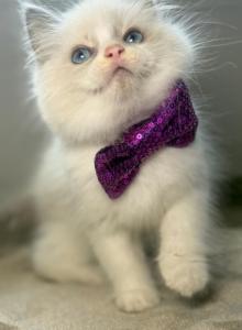 Ragdoll last 1 - Ragdoll Kitten For Sale - Barberton, OH, US Ragdoll last 1 - Ragdoll Kitten For Sale - Barberton, OH, US