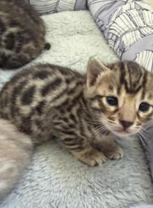 3 boys 1 girl Bengal kittens - Bengal Kitten For Sale - Raeford, NC, US 3 boys 1 girl Bengal kittens - Bengal Kitten For Sale - Raeford, NC, US
