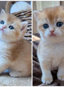 Milo and Oliver - British Shorthair Kitten For Sale - MN, US Milo and Oliver - British Shorthair Kitten For Sale - MN, US