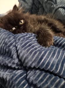 Snow - Persian Cat For Adoption - Saint Charles, MD, US Snow - Persian Cat For Adoption - Saint Charles, MD, US