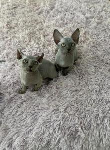 bambino and elf kitten - Bambino Kitten For Sale - Eatonville, WA, US bambino and elf kitten - Bambino Kitten For Sale - Eatonville, WA, US
