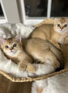 Archie - Scottish Fold Kitten For Sale - Bensalem, PA, US Archie - Scottish Fold Kitten For Sale - Bensalem, PA, US