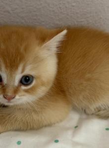 SUMMER SALE Orange color Scottish straight boy - Scottish Straight Kitten For Sale - Davenport, FL, US SUMMER SALE Orange color Scottish straight boy - Scottish Straight Kitten For Sale - Davenport, FL, US