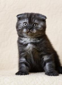 C - Scottish Fold Kitten For Sale - Bonney Lake&comma; WA&comma; US