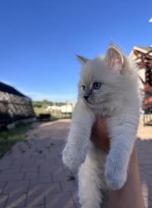 Male kitten - Siberian Kitten For Sale - CO, US Male kitten - Siberian Kitten For Sale - CO, US