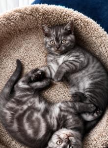 A - Scottish Straight Kitten For Sale - Bonney Lake, WA, US A - Scottish Straight Kitten For Sale - Bonney Lake, WA, US
