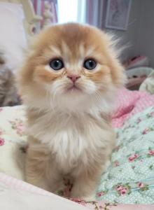 LUXURY SCOTTISH FOLDS - Scottish Fold Kitten For Sale - Grand Rapids, MI, US LUXURY SCOTTISH FOLDS - Scottish Fold Kitten For Sale - Grand Rapids, MI, US