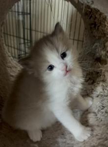 Mochi - Ragdoll Kitten For Sale - Coolidge, AZ, US Mochi - Ragdoll Kitten For Sale - Coolidge, AZ, US