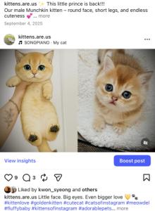 British Golden Kittens - British Shorthair Kitten For Sale - Oakland, CA, US British Golden Kittens - British Shorthair Kitten For Sale - Oakland, CA, US