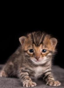 Male Snow Brown Female - Bengal Kitten For Sale - FL&comma; US