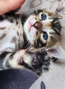 Male Snow Brown Female - Bengal Kitten For Sale - FL, US Male Snow Brown Female - Bengal Kitten For Sale - FL, US