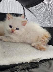 Winter and her kittens - Persian Kitten For Sale - Alafaya&comma; FL&comma; US