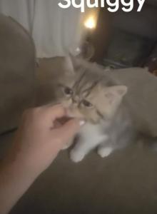 Squiggy - Exotic Kitten For Sale - Warminster, PA, US Squiggy - Exotic Kitten For Sale - Warminster, PA, US