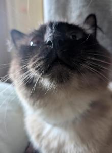 Smudge's summer litter - Ragdoll Kitten For Sale - Fountain, CO, US Smudge's summer litter - Ragdoll Kitten For Sale - Fountain, CO, US