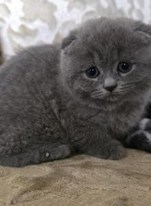 Nency - British Shorthair Kitten For Sale - Clackamas&comma; OR&comma; US