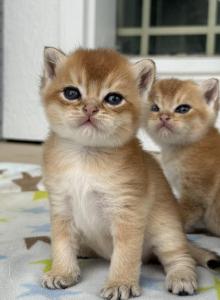 Cheeto - British Shorthair Kitten For Sale - Carrollton&comma; TX&comma; US