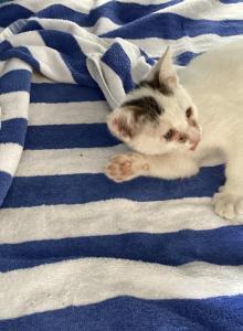 Fang - American Shorthair Kitten For Adoption - Baldwin Park&comma; CA&comma; US
