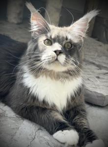 Evan - Maine Coon Cat For Adoption - Bradenton&comma; FL&comma; US