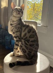 Cleo x Kairo Litter - Bengal Kitten For Sale - South Elgin&comma; IL&comma; US